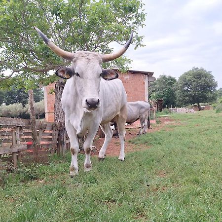 Ranch Radin Bed & Breakfast Brtonigla Ngoại thất bức ảnh